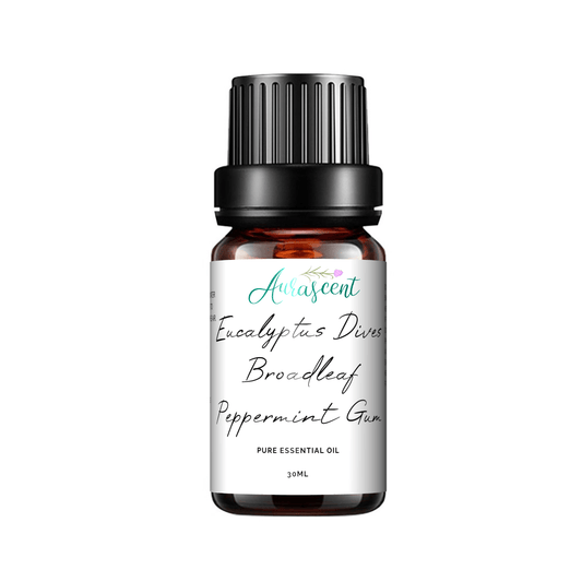 Australian Eucalyptus Dives (Broad Leaf Peppermint Gum) - 30 ml-0
